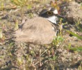/album/my-local-birding-gallery/little-ringed-plover-on-guard-jpg/